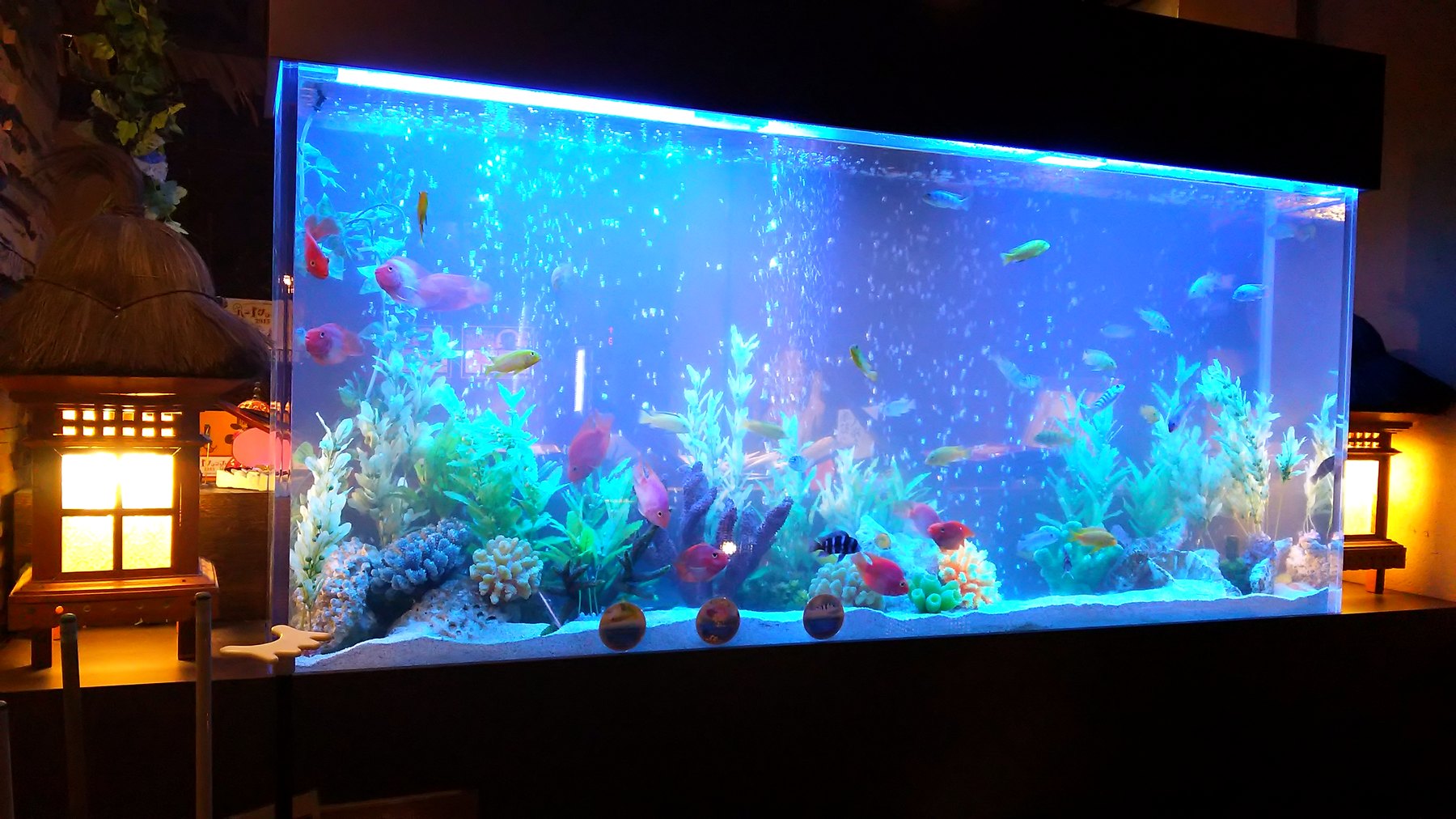 東京都江東区のリゾートホテルに設置した150cm大型熱帯魚水槽